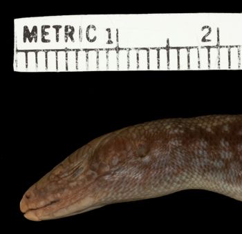 Media type: image;   Herpetology R-15078 Aspect: head lateral